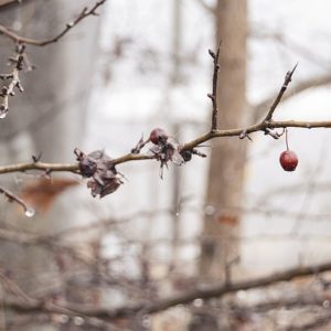 Фото: pixabay.com.