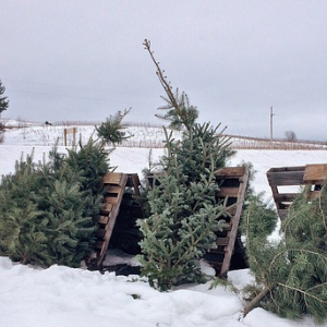 Источник фото: Pixabay.com.